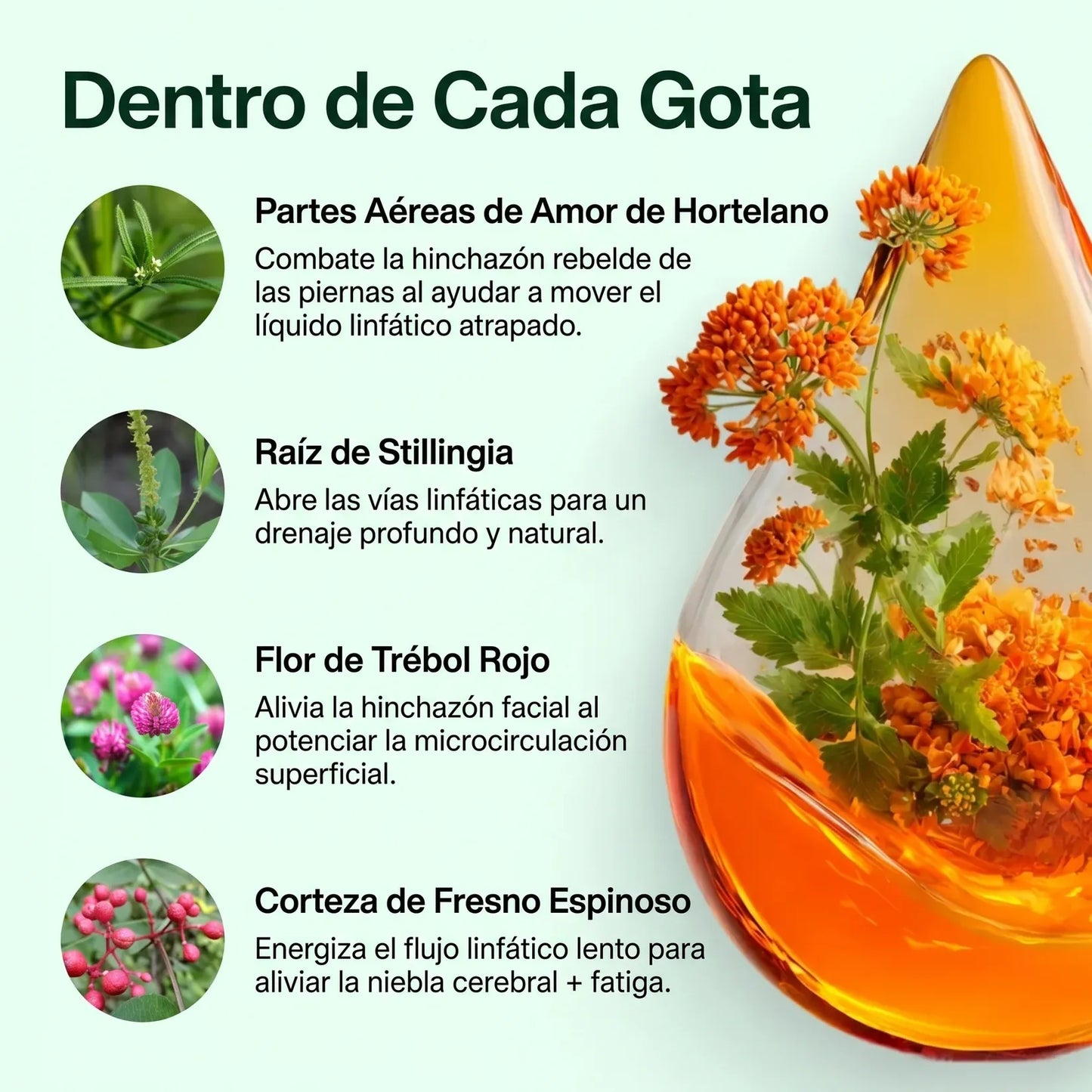 Gotas Naturales para Hinchazón, Retención y Pesadez